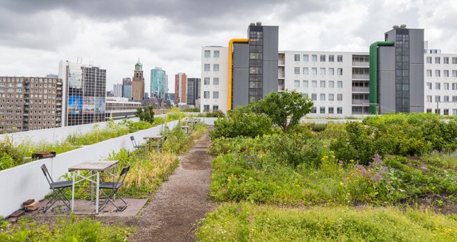 Groene daken moeten het straatbeeld gaan bepalen de komende decennia