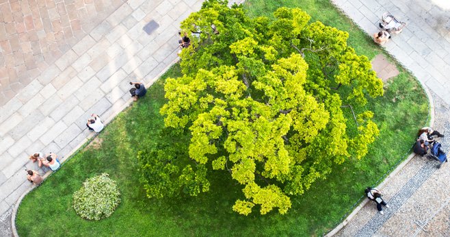 Welke bomen zijn geschikt voor onze droge steden