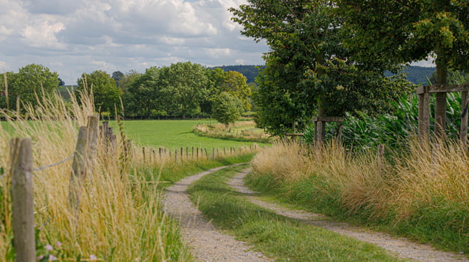 Gemeenten kunnen nu precies uitrekenen hoeveel geld hun bomen opleveren