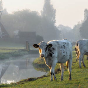 Opnieuw succes voor milieuactivisten tegen stikstofbeleid overheid