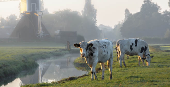 Opnieuw succes voor milieuactivisten tegen stikstofbeleid overheid